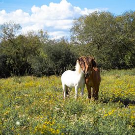 APPAREIL PHOTO NUMÉRIQUE OLYMPIQUE sur Wendy Tammenga