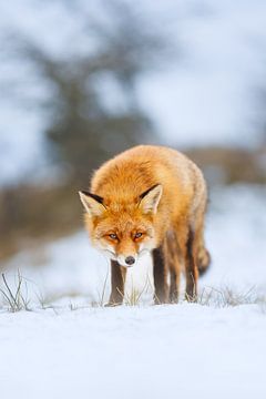 renard roux sur Pim Leijen