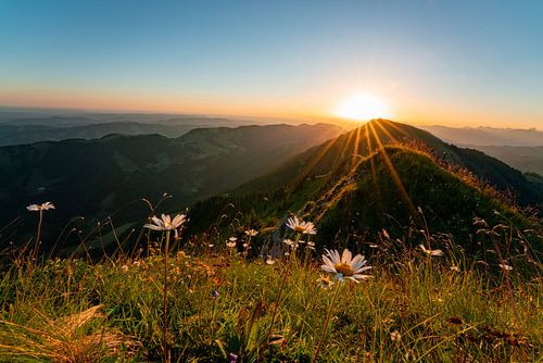 Bloemrijke zonsopgang op de Hochgrat met uitzicht op de Rindalphorn