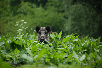Porträt eines Wildschweins