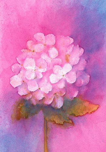 Peinture à l'aquarelle d'une seule fleur d'hortensia