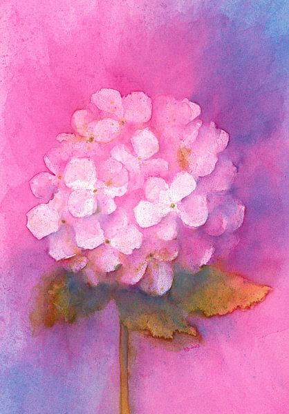 Einzelne Hortensienblüte Aquarellgemälde von Karen Kaspar