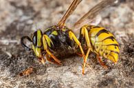 Small ant approaches a dead wasp by Joost Adriaanse thumbnail