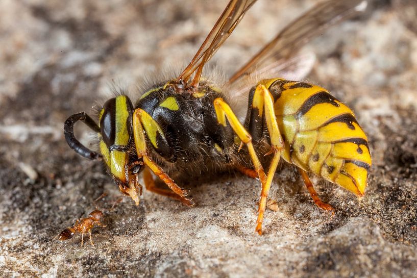 Small ant approaches a dead wasp by Joost Adriaanse