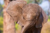 Kalb Elefant von Francis Dost Miniaturansicht