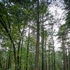 Weelderig groen bos en een tapijt van mos in de lente op de Veluwe van Wildlife Designs