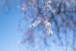 Frühling in der Luft