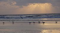 Strand Ameland zomer 2014