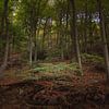 Herbstlicher Schwarzwald von GoodMoodPhotos