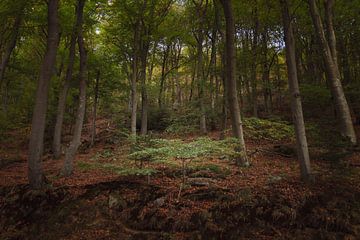 Herfstig Zwarte Woud van GoodMoodPhotos