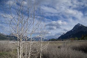 Abraham Lake Alb Canada