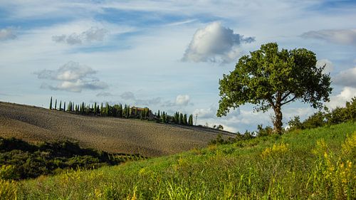 Boom en cipressen in het landschap van Toscane , Italië