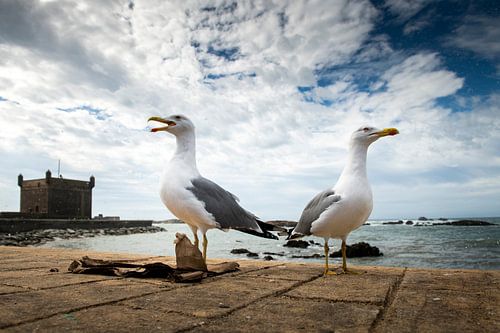 Les mouettes d'Essaouira