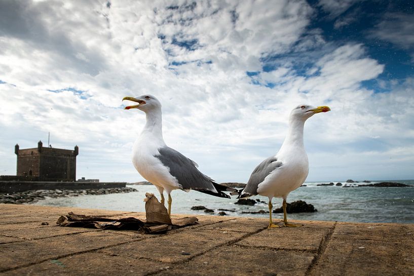 Die Möwen von Essaouira von Paula Romein