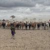 Masai Herd van BL Photography