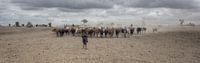 Masai Herd van BL Photography thumbnail