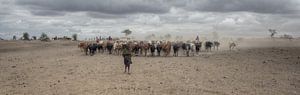 Massai-Herde