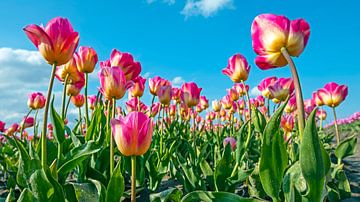 Bloeiende tulpen in het voorjaar in Nederland van Eye on You