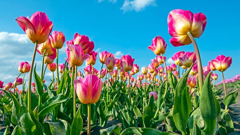 Flowering tulips in spring in the Netherlands by Eye on You