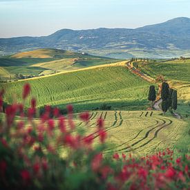 Italie Toscane Paysage de collines près de Pienza sur Jean Claude Castor