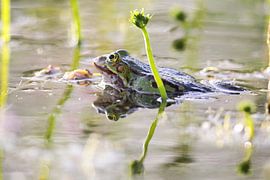 Pond frog (Pelophylax esculentus) by Dirk Rüter
