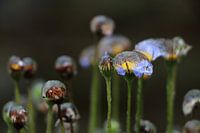 Frozen flowers in wintertime