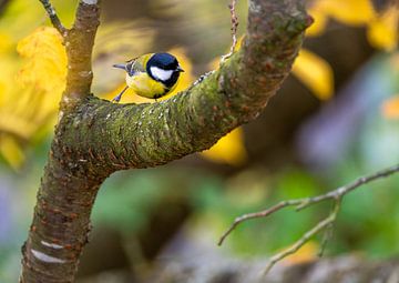 Close-up of a great tit by ManfredFotos