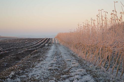 Paysage d'hiver aux Pays-Bas