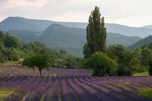 Lavendelveld bij avond