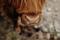 Highlander écossais - Écosse