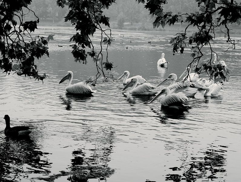 pelikanen lagune par Emanuel Luyten