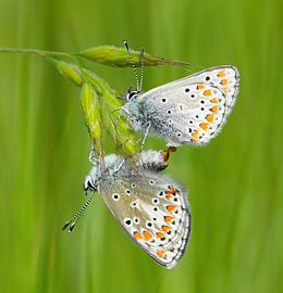 A moment of connection by Zeno Swijtink