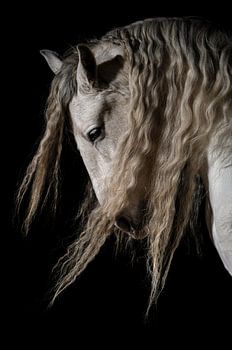 Le Cheval Renaissance