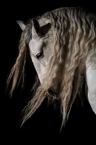 Le Cheval Renaissance