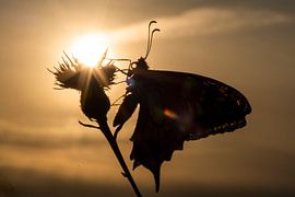 Morning ritual by Gelein Jansen