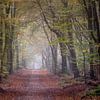 Speulder forest in autumn by Evert Jan Kip