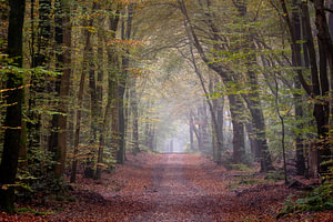 Speulder forest in autumn