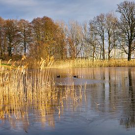 frosty lake with coot in the ice-free area. Trees at the edge and reeds in the lake. by Martin Köbsch