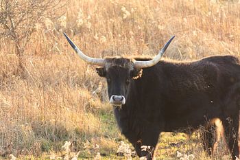 Bovins de race Brown Heck