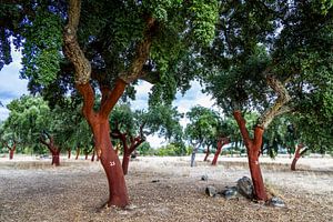 Die Korkeichen des Alentejo