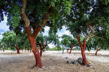 The cork oaks of the Alentejo