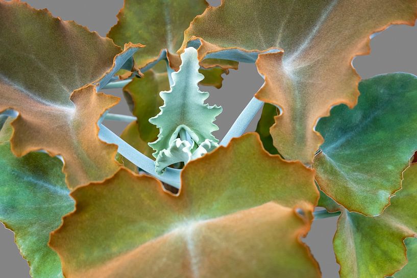 Felt bush leaves by Achim Prill