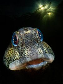 Rosemary fish in the sun by René Weterings