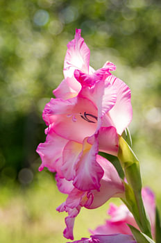 Pink Gladiolus Flower Close Up Vertical Botanical Art