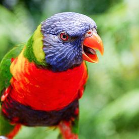Gekleurde papagaai van Debbie Barendregt