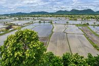 Thaise rijstvelden tijdens het plantseizoen van Joran Quinten thumbnail