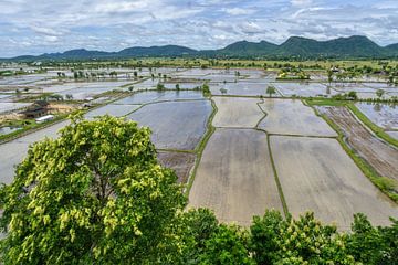 Thaise rijstvelden tijdens het plantseizoen