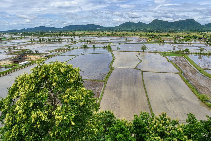 Thaise rijstvelden tijdens het plantseizoen van Joran Quinten