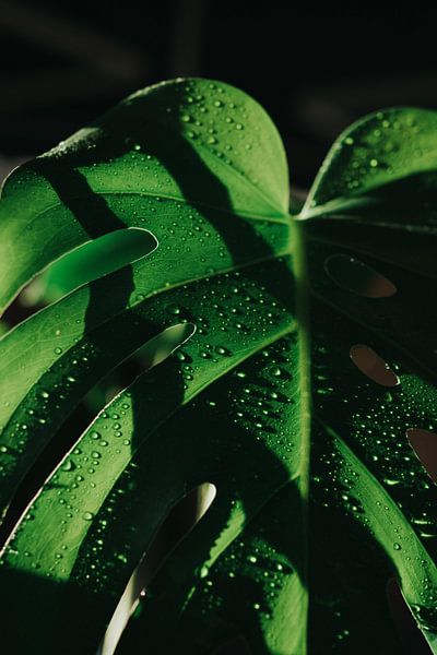 Monstera by Hello Pompoyo