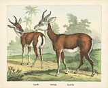 Gazelle, Firma Joseph Scholz, 1829 - 1880 van Gave Meesters thumbnail